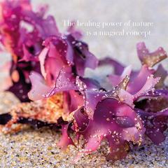 Image 2 for Irish Sea Moss 30 Tablets